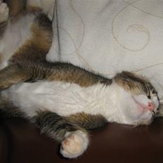 Blanding af racer Lillemis