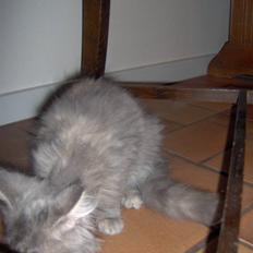 Blanding af racer Fiona Fuckhead