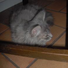 Blanding af racer Fiona Fuckhead