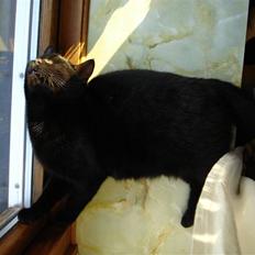 Blanding af racer TØzzen (VÆK :S)