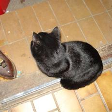 Blanding af racer TØzzen (VÆK :S)