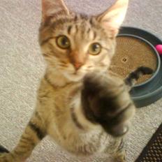 Blanding af racer Shaker