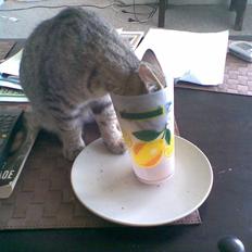 Blanding af racer Shaker