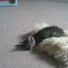 Blanding af racer Shaker