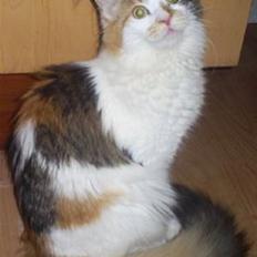 Maine Coon Daria of Daimonds-dreams