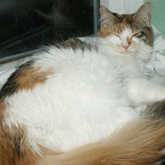 Maine Coon Daria of Daimonds-dreams