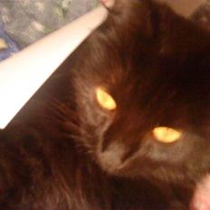 Blanding af racer Feline R.I.P