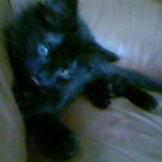 Blanding af racer Feline R.I.P