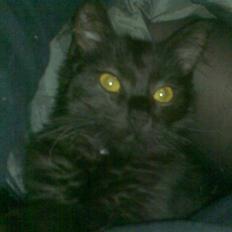 Blanding af racer Feline R.I.P