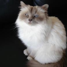 Hellig Birma Chloe Wiki ( misse pigen)