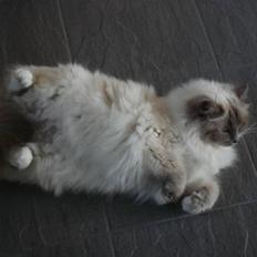 Hellig Birma Chloe Wiki ( misse pigen)