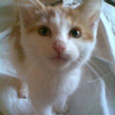 Blanding af racer **Prins Loui Charming**<3