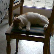 Blanding af racer **Prins Loui Charming**<3