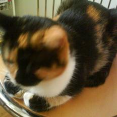 Huskat Kitte R.I.P