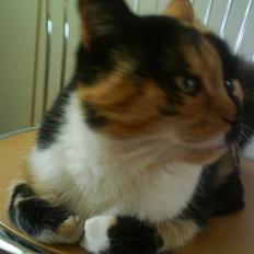 Huskat Kitte R.I.P