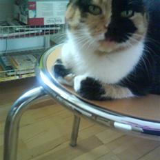Huskat Kitte R.I.P