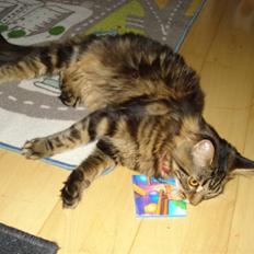 Maine Coon Cirkeline