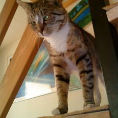 Blanding af racer Mimi