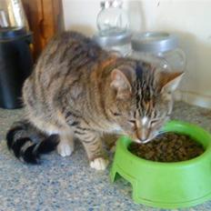 Blanding af racer Mimi