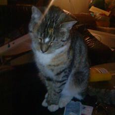 Blanding af racer Mimi