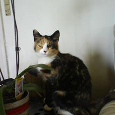 Blanding af racer berta