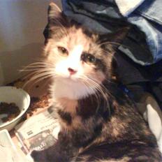 Blanding af racer berta