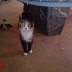 Blanding af racer berta