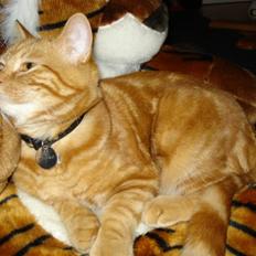 Blanding af racer Pjuske