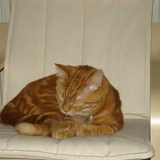 Blanding af racer Pjuske