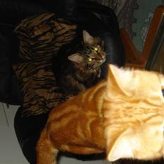 Blanding af racer Pjuske