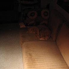 Huskat Mikkel (R.I.P)