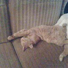 Huskat Mikkel (R.I.P)