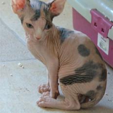 Sphynx Clara
