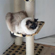 Hellig Birma Cleo