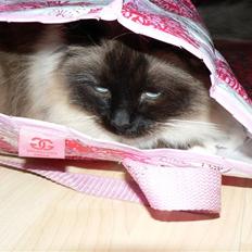 Hellig Birma Cleo
