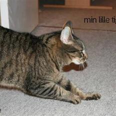 Huskat Kitty *R.I.P*