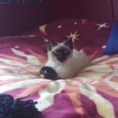 Blanding af racer Bastian