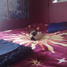 Blanding af racer Bastian