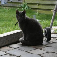 Blanding af racer Phoebe