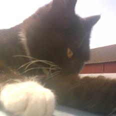 Blanding af racer laydi