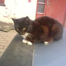 Blanding af racer laydi