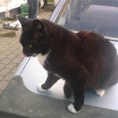 Blanding af racer laydi