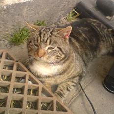 Blanding af racer monkey