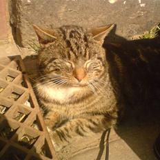 Blanding af racer monkey