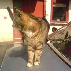 Blanding af racer monkey