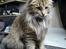 Norsk Skovkat DK Shaggy Tail's Limbo - Billedet her er fra marts 2008. Dvs. ca 11 mdr.