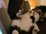 Huskat Trold