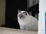 Ragdoll CZ*Zea Mays Komodo Dragon