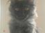 Maine Coon DK Kruse Aseem (Solgt)