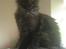 Maine Coon DK Kruse Aseem (Solgt)